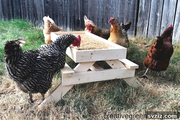 Whimsical DIY Chicknic Table for Backyard Chickens