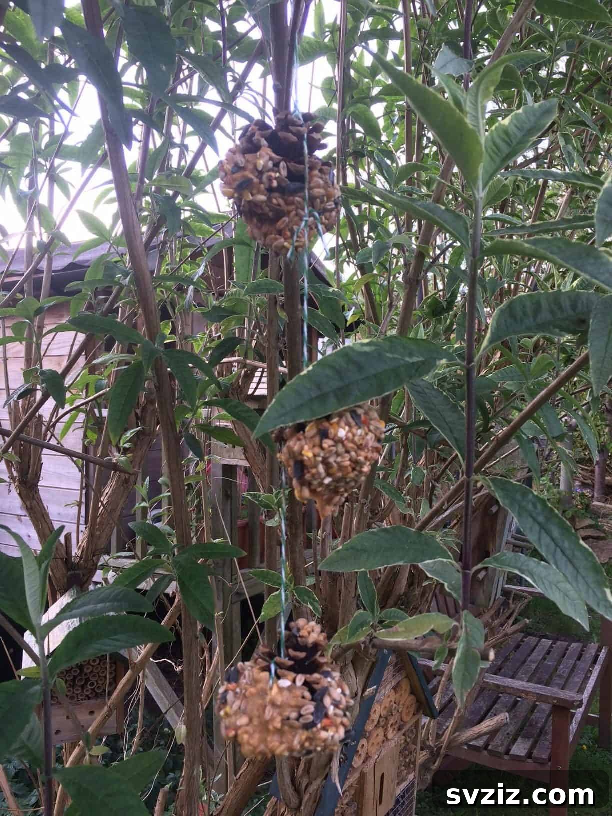 Pinecone Bird Feeder