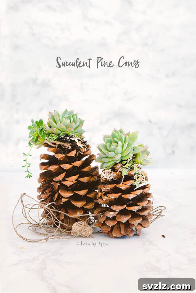 Pinecone Succulents