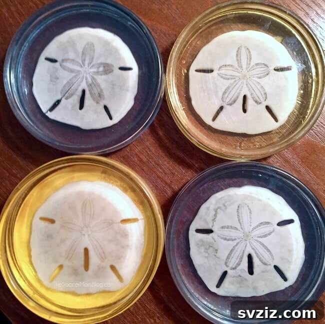 Seashell Decor: Craft Your Own Coastal Oasis 26 DIY Sand Dollar Resin Coasters