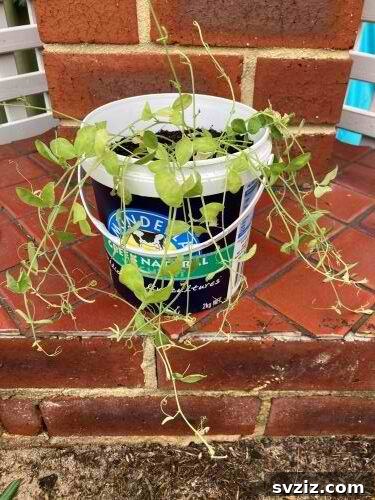 47 Clever Upcycling Hacks for Effortless Home Transformations 23 Yoghurt Container Flower Pot