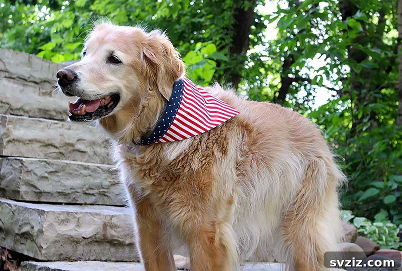 Effortless Stitching: 47 Projects for Every Skill Level 12 An adorable dog wearing a handmade bandana, showcasing a cute and personalized pet accessory.