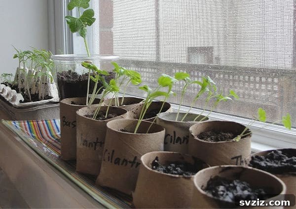 Seedling Pots