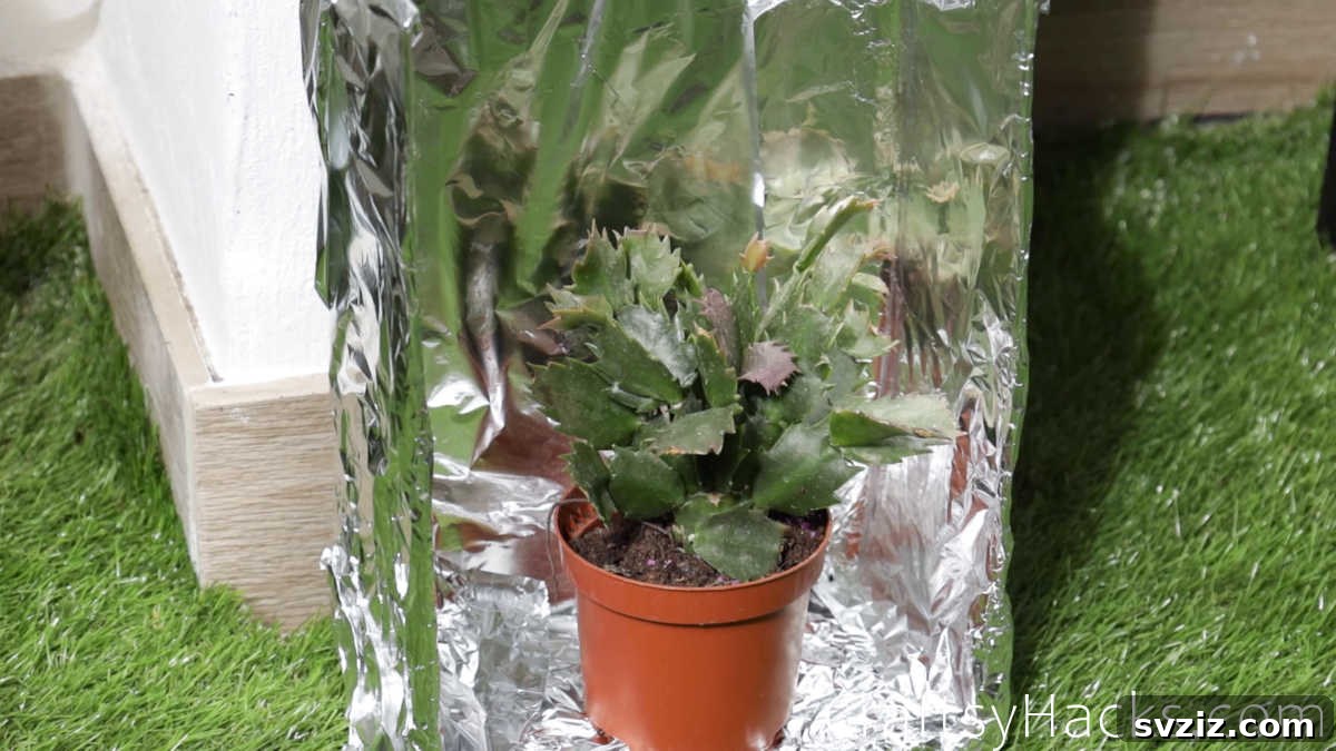 Create a Sun Box for Plants