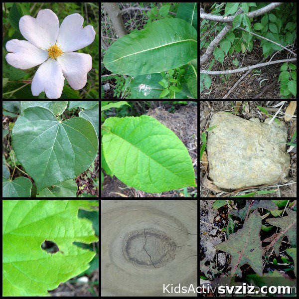 Shape Scavenger Hunt