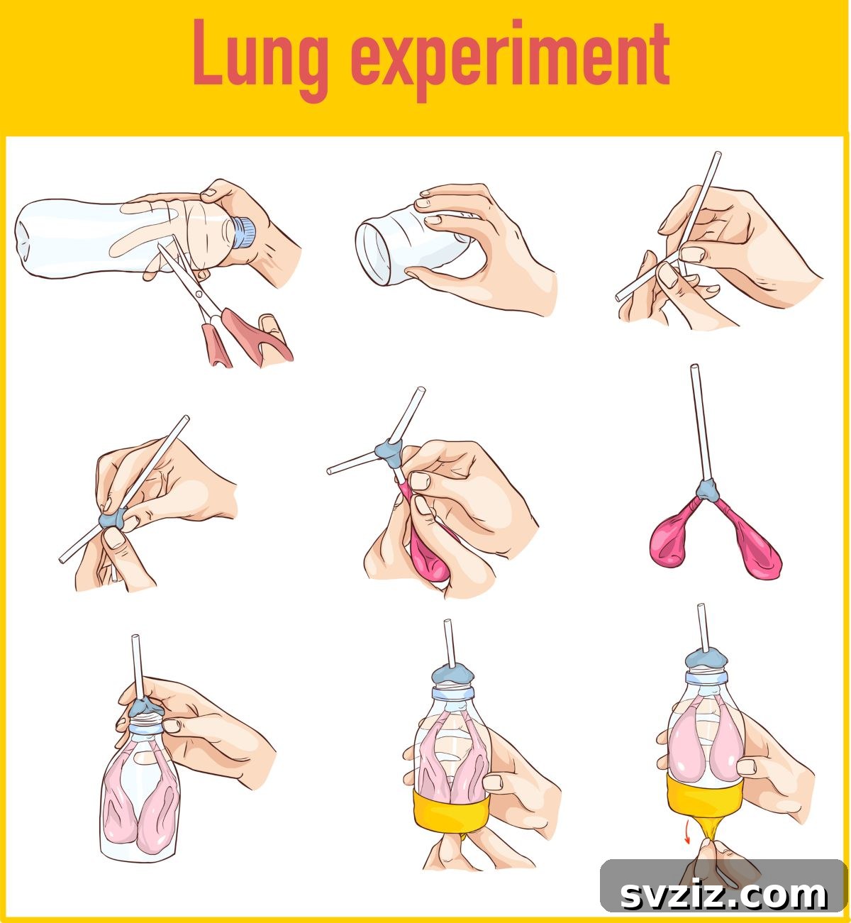 27 Engaging All About Me Activities for Preschool Lesson Plans 10 working lung model