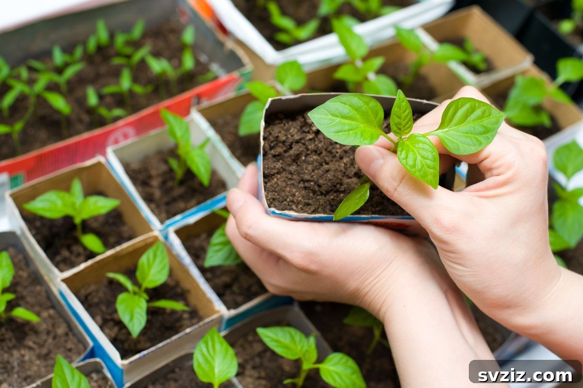 DIY Upcycled Toilet Paper Seedling pots