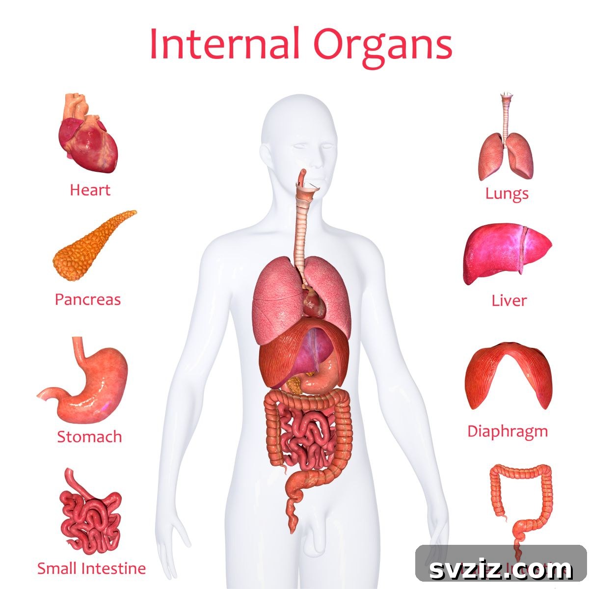 internal organs learning binder