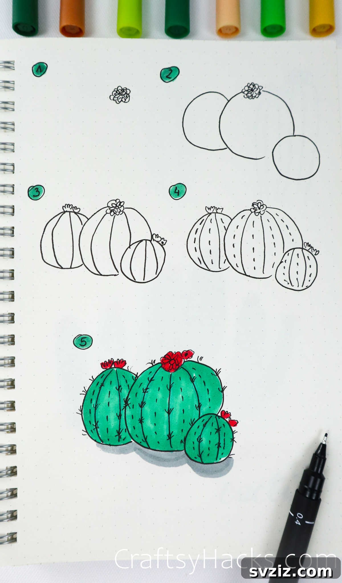 bulbous flowering cacti illustration