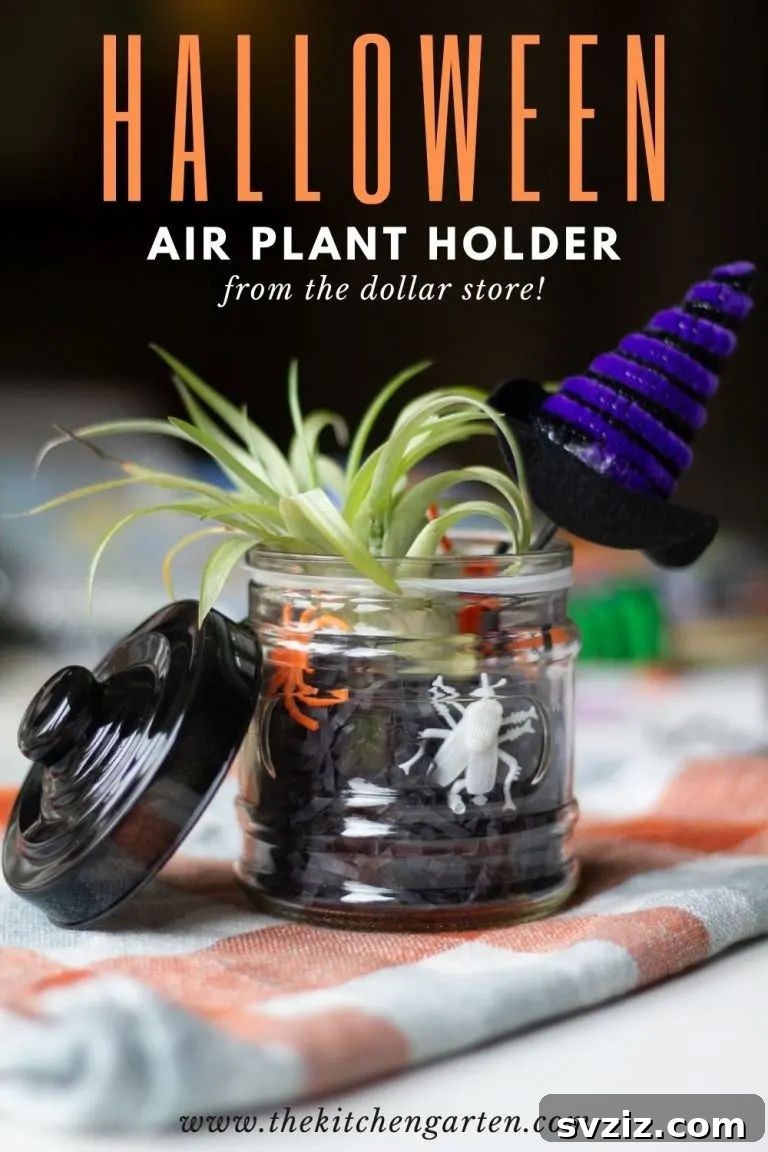 Halloween air plant holder