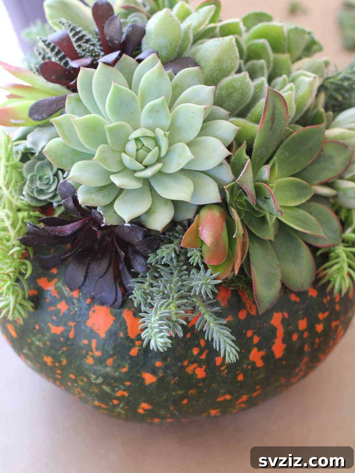 succulent fall centerpiece