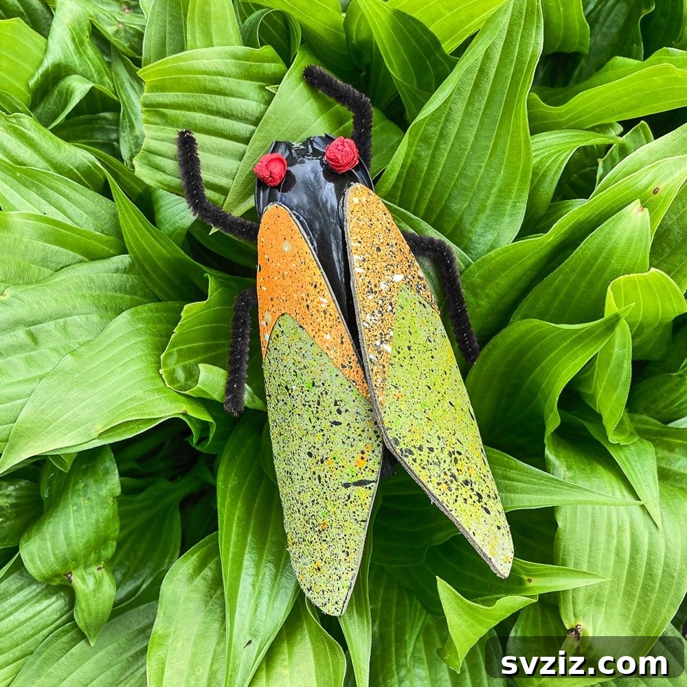 cicada