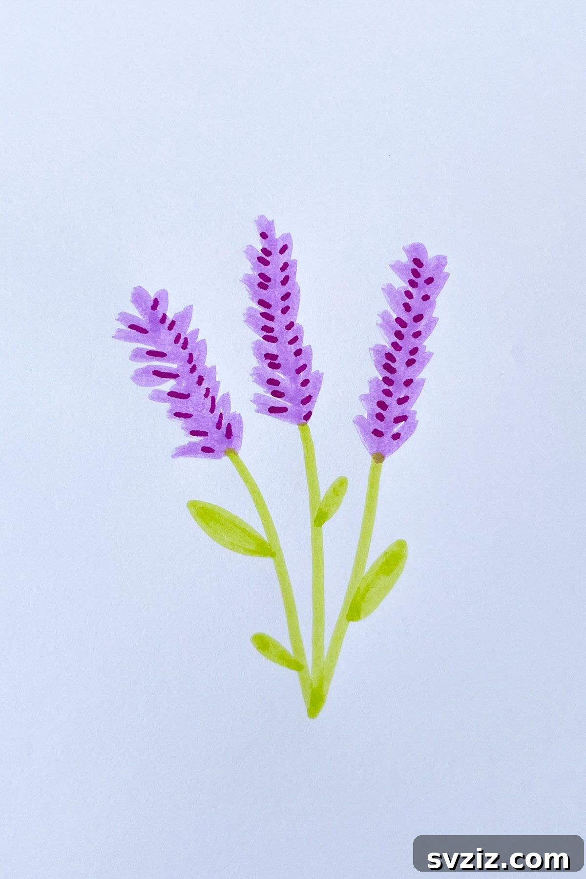 lavender drawing