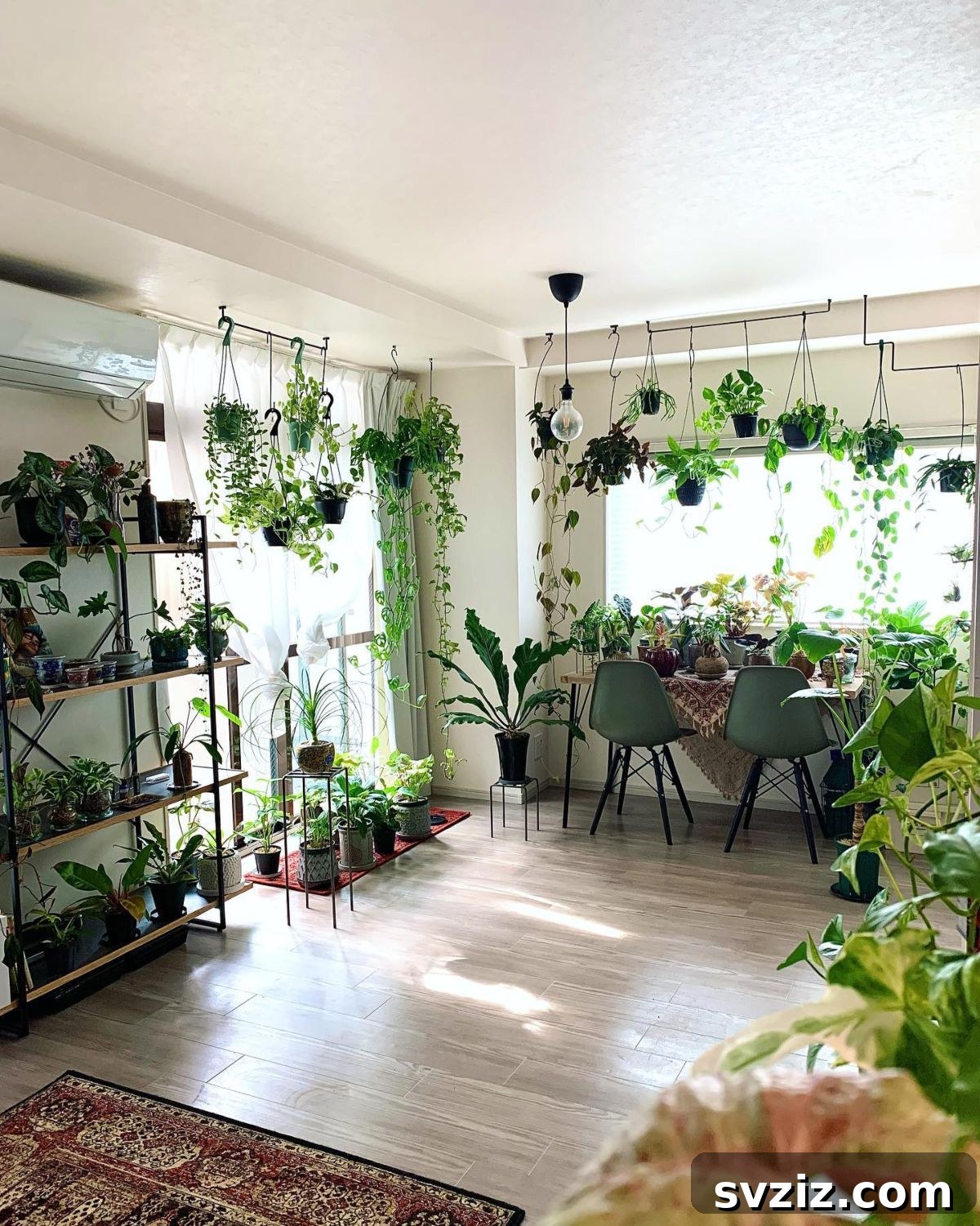 Hanging Plants