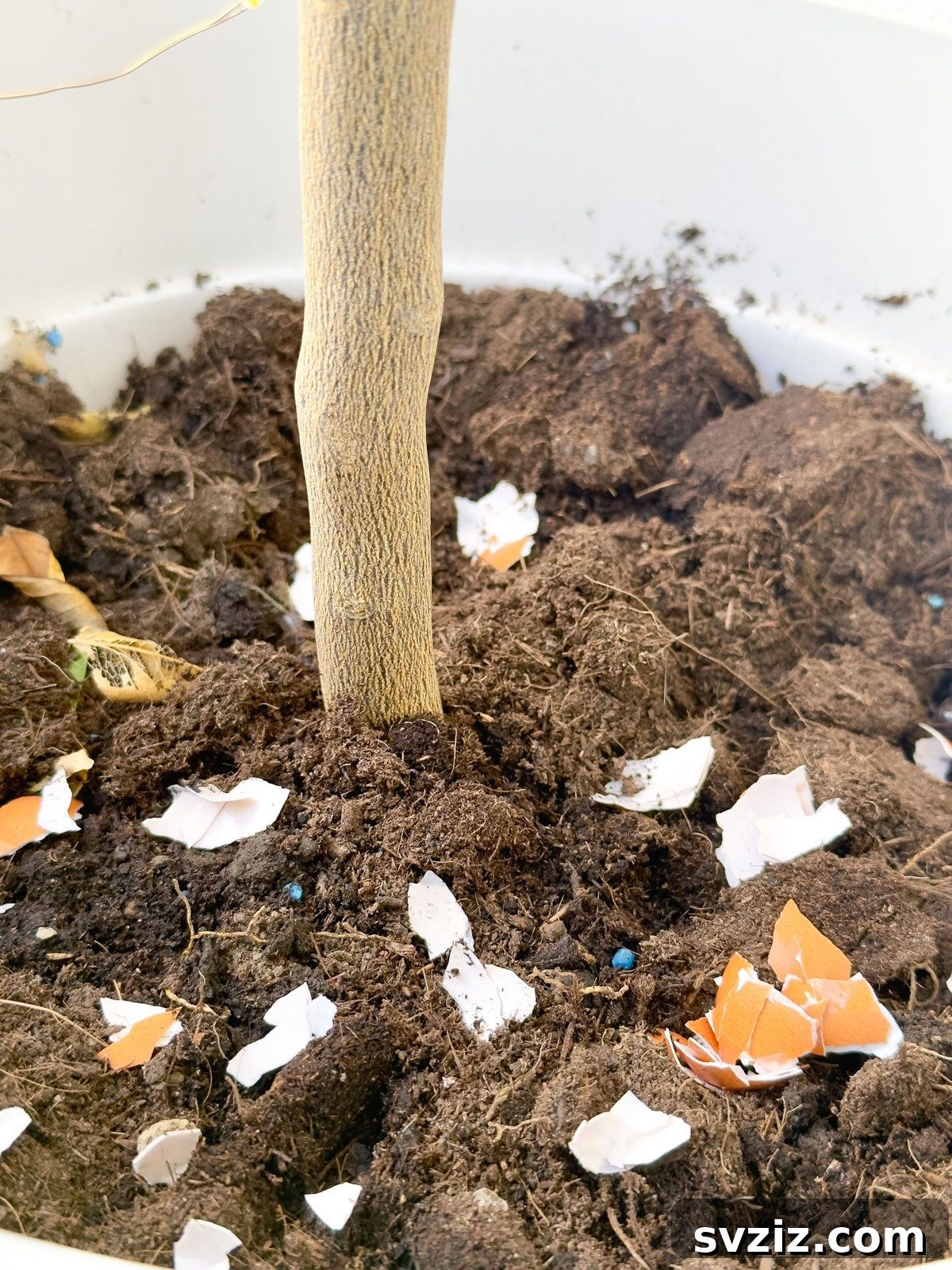 Eggshells as natural plant fertilizer