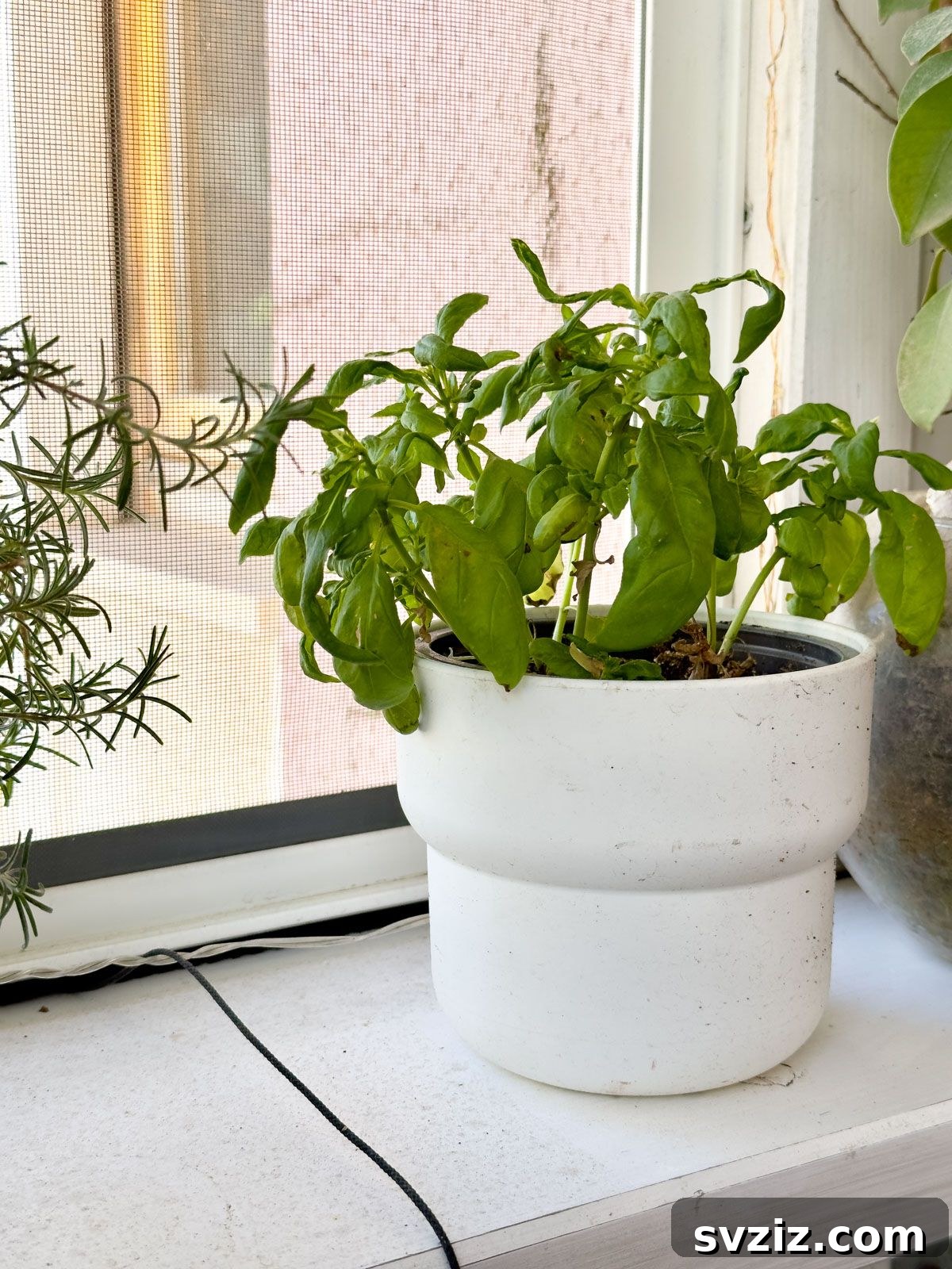 Grow fresh herbs at home for savings