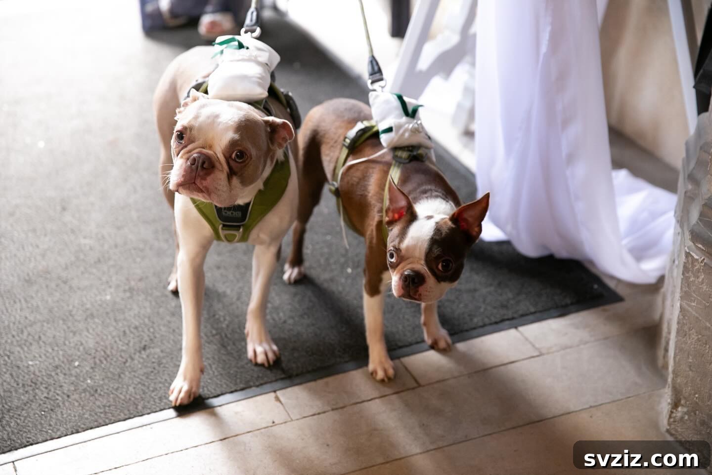 31 Unique Non-Traditional Wedding Ideas 10 pet ring bearers