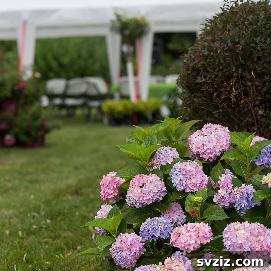 31 Stunning Outdoor Wedding Ideas Without Breaking the Bank 11 Hydrangea Bushes for Wedding Decor