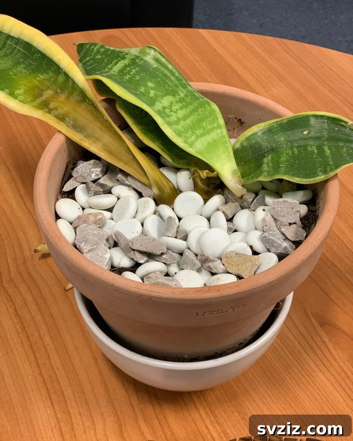 31 Items to Declutter Today 27 dead plants