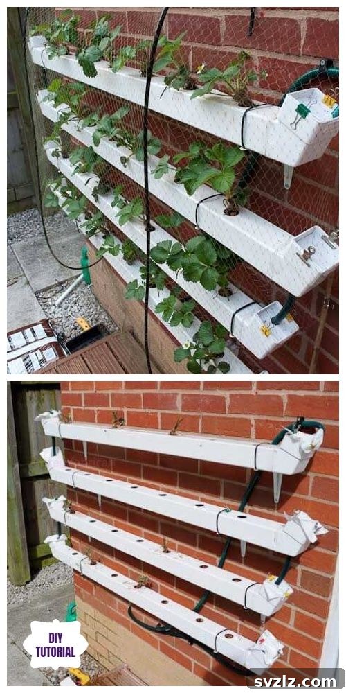 Rain gutter strawberry planter