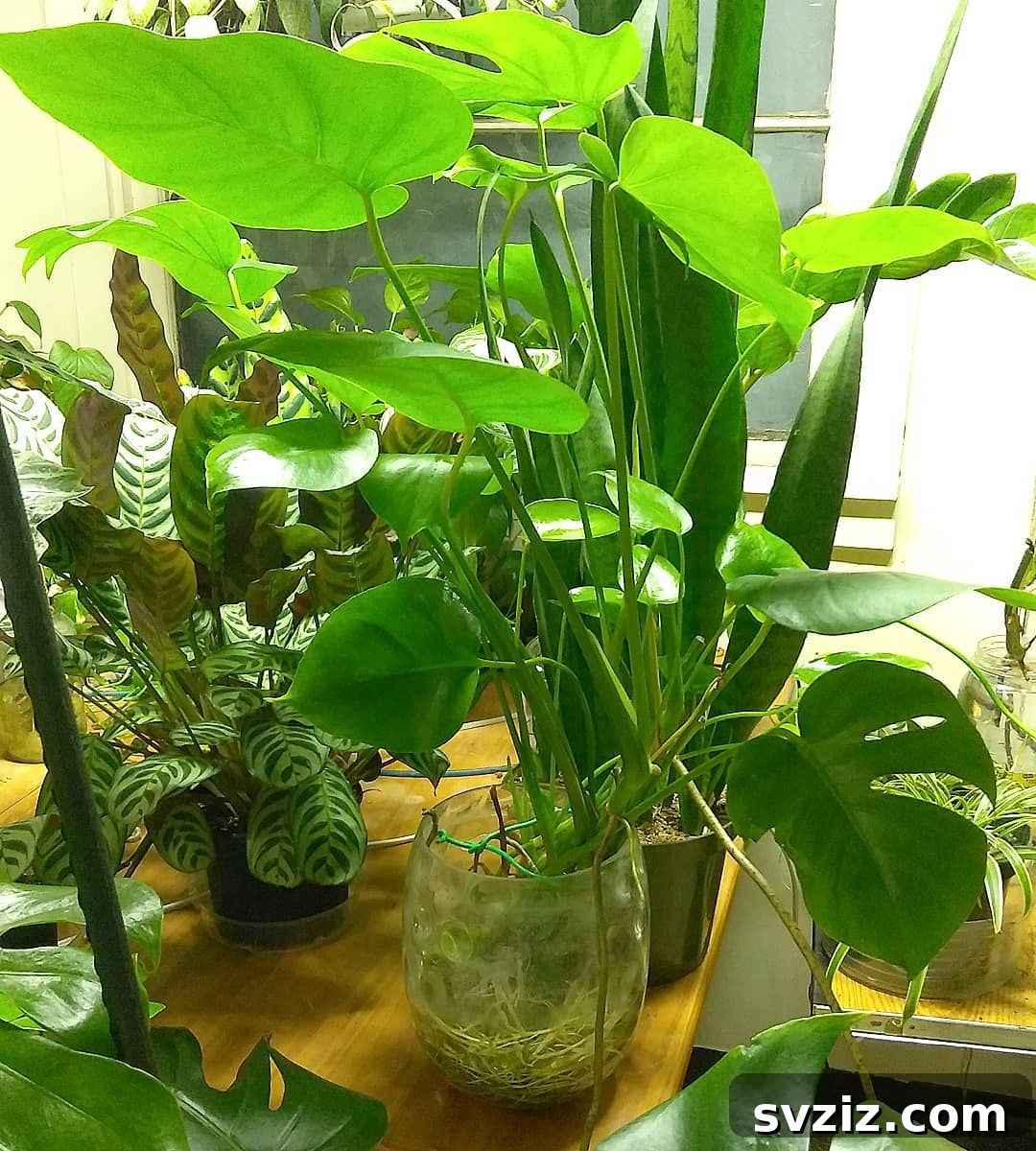 27. Dead Houseplants