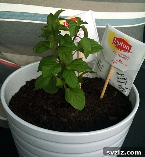 21 Handmade Gifts New Homeowners Will Adore 18 16. Mint Plant