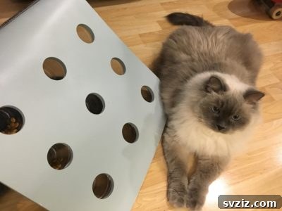 IKEA Upgrades Your Cat Will Purr For 15 DIY Cat Forage Board from IKEA Jules Chair Seat