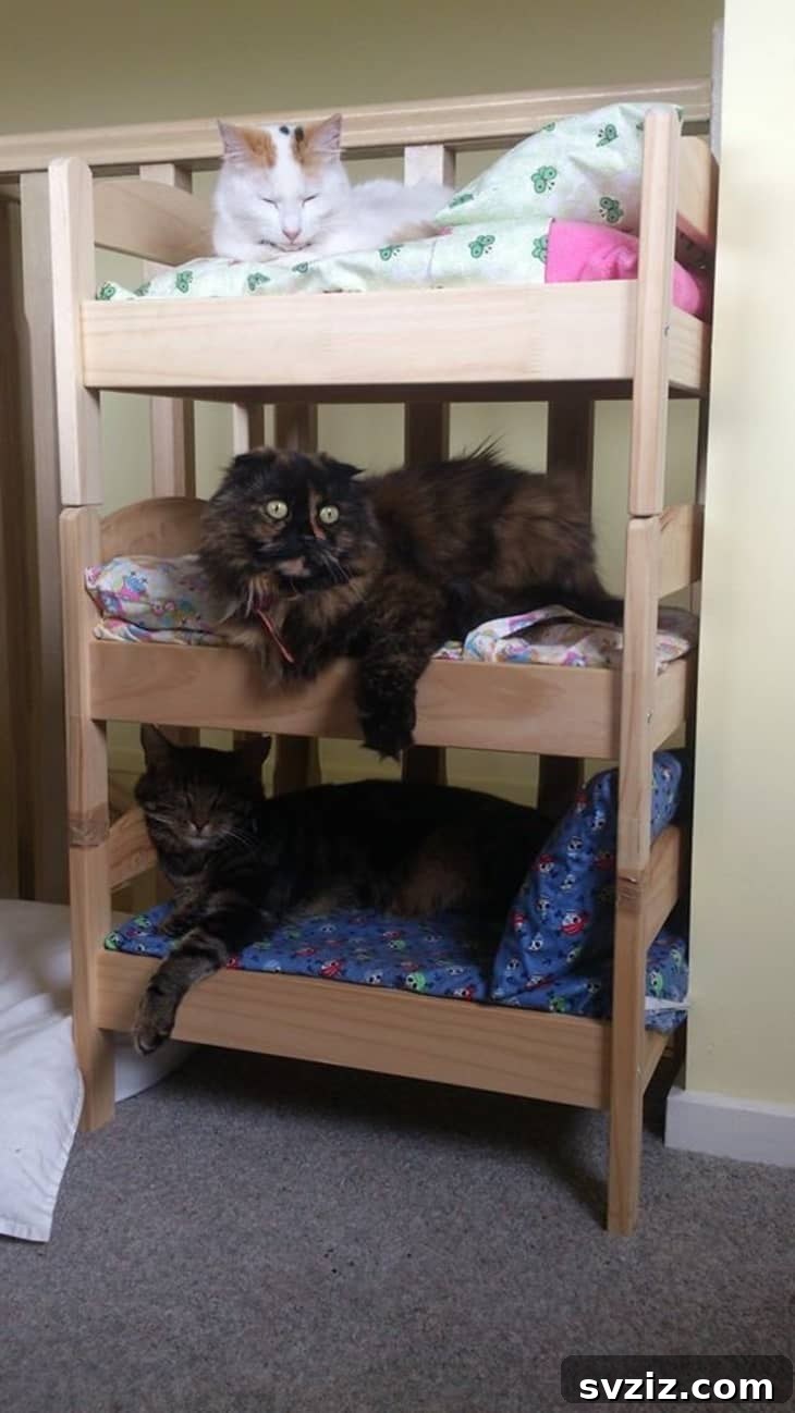 IKEA Upgrades Your Cat Will Purr For 17 DIY Triple Decker Cat Bunk Bed from IKEA DUKTIG Doll Beds